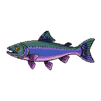 Aurora Salmon